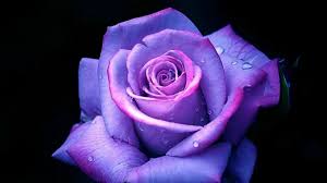 Purple Rose